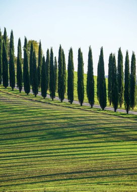 geleneksel Tuscany manzara, doğa. İtalya 