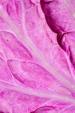 Çin lahanası mor, yakın çekim