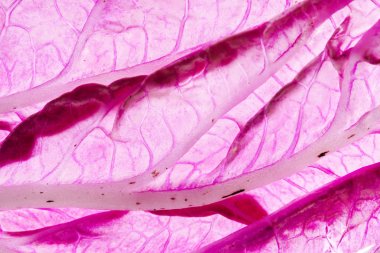 Çin lahanası mor, yakın çekim