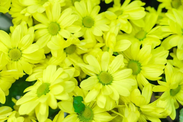 Ljusa Chrysanthemumblommor Närbild — Stockfoto