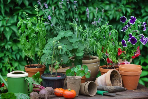 Sommar Trädgård Med Grönsaker Nära Upp — Stockfoto