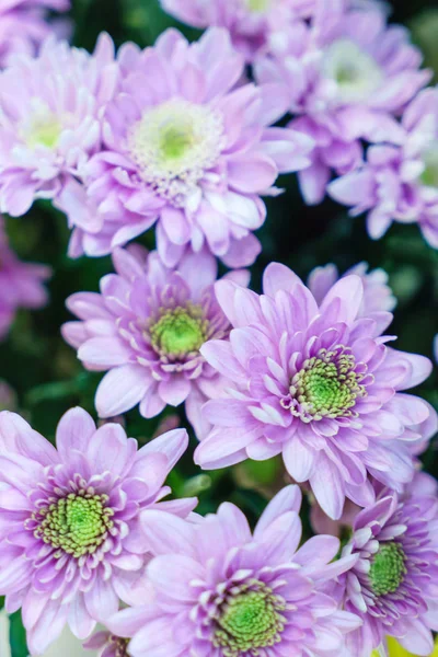 Nice Chrysanthemumblommor Närbild — Stockfoto
