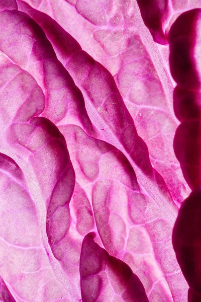 Çin lahanası mor, yakın çekim