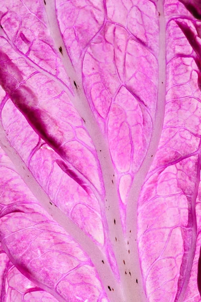 purple chinese cabbage, close up