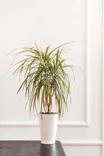 Dracaena Massangeana Rostliny Hrnci Zblízka — Stock fotografie