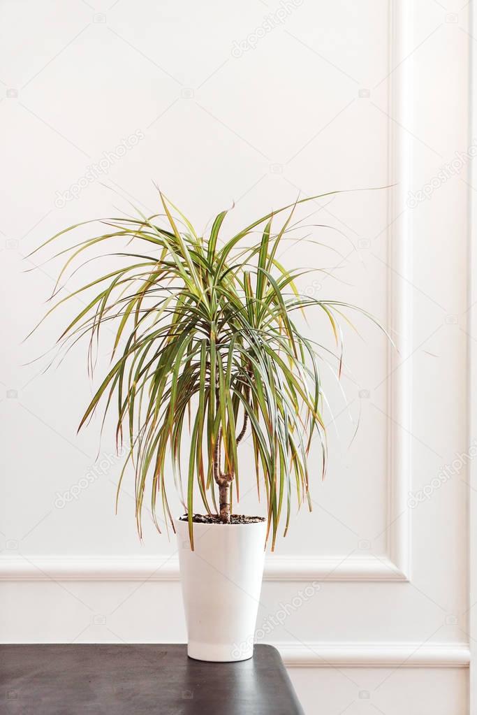 dracaena plant in the pot, close up