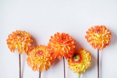 Beyaz arka planda turuncu dahlias