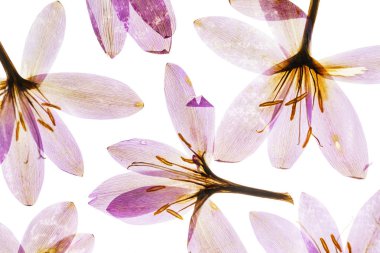 Beyaz arka plan üzerinde kuru bitkisi çiçeği