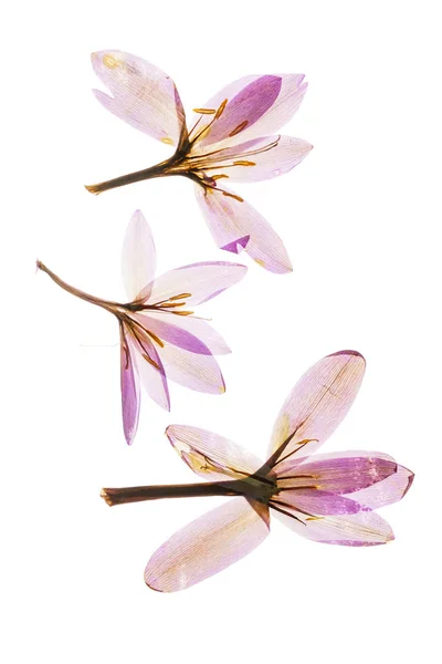 乾燥した白い背景のクロッカスの花 — ストック写真