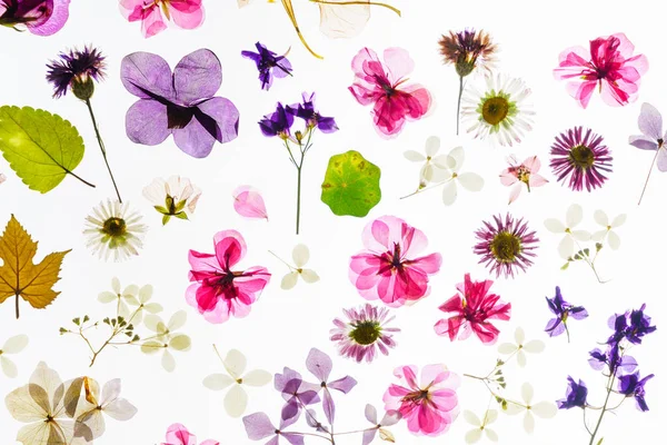 Bunte Trockene Blumen Auf Weißem Hintergrund — Stockfoto