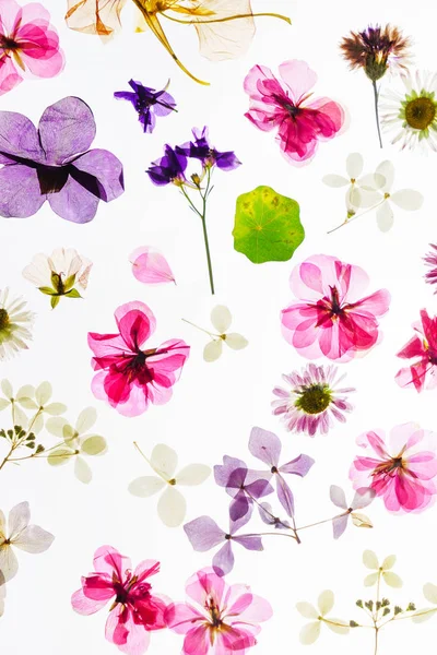 Kleurrijke Droge Bloemen Witte Achtergrond — Stockfoto