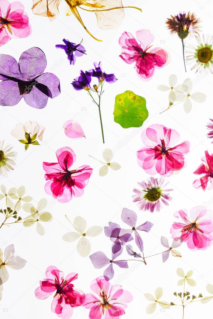 colorful dry flowers on white background