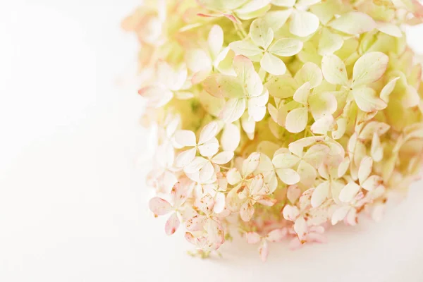 Hortensias Flores Sobre Fondo Blanco —  Fotos de Stock