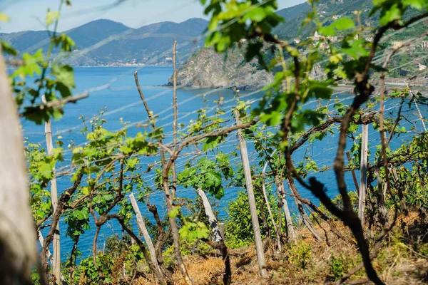 Rader Unga Druvor Vingårdar — Stockfoto