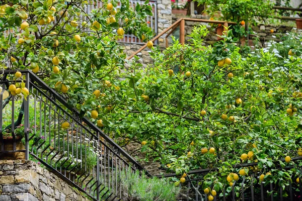 レモンとレモンの木をクローズ アップ — ストック写真