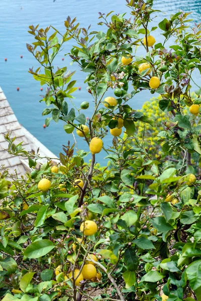 Limon Ağaçları Ile Limon Yakın Çekim — Stok fotoğraf