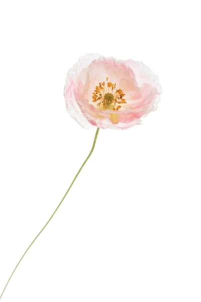 Ένα Λουλούδι Παπαρούνας Κοντινό Πλάνο — Φωτογραφία Αρχείου
