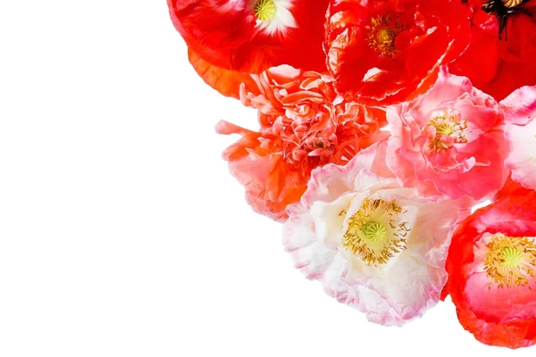 Макові Квіти Ізольовані Крупним Планом — стокове фото