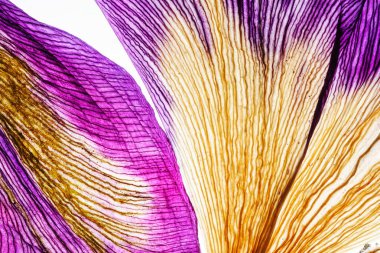 parlak riris yaprakları yakın çekim