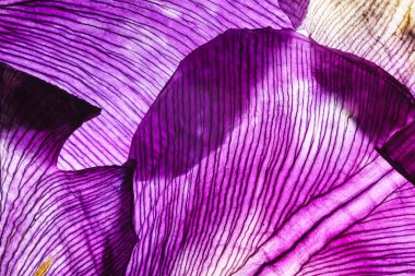 parlak riris yaprakları yakın çekim