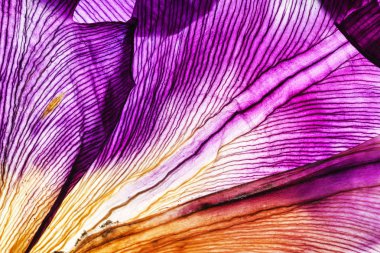 parlak riris yaprakları yakın çekim