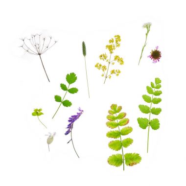 Beyaz arka plan üzerinde doğal çiçek kompozisyon