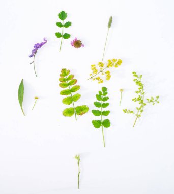 Beyaz arka plan üzerinde doğal çiçek kompozisyon