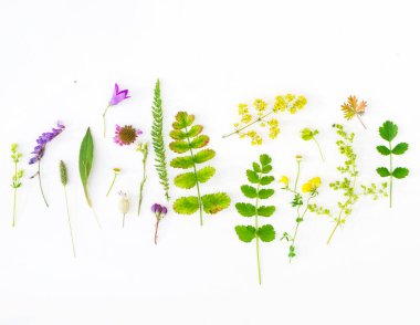 Beyaz arka plan üzerinde doğal çiçek kompozisyon