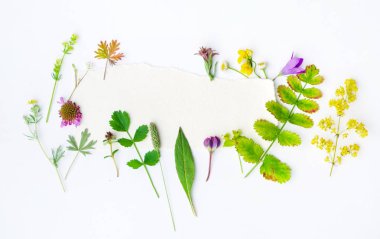 Beyaz arka plan üzerinde doğal çiçek kompozisyon