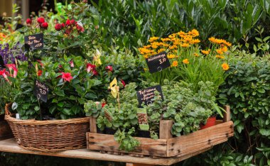 çiçekçi dükkanı bitkiler ile yaz aylarında. Alışveriş