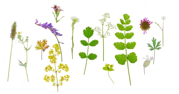Beyaz Arka Plan Üzerinde Doğal Çiçek Kompozisyon — Stok fotoğraf
