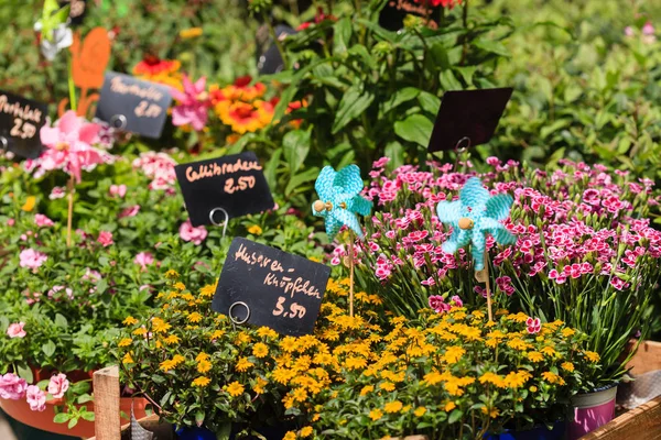 Blumenladen Sommer Mit Pflanzen Einkaufen — Stockfoto