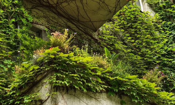 Yeşil Bitkiler Ile Güzel Balkon Dekor — Stok fotoğraf