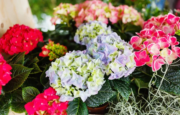 Bellissimi Fiori Ortensia Luminosi Vicino — Foto Stock