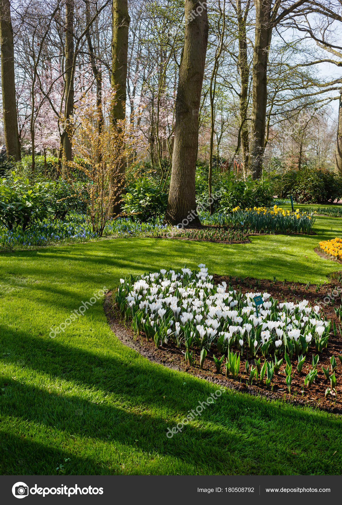 Early Spring Garden Flowers Nature Stock Photo Sko 180508792 Early Spring Garden Flowers Nature Stock Photo