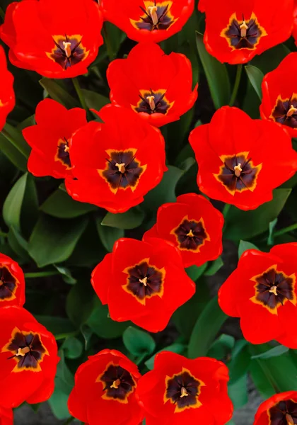 Färska Ljusa Blommande Tulpaner Närbild — Stockfoto