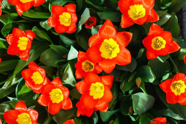 Свежие Яркие Цветущие Тюльпаны — стоковое фото