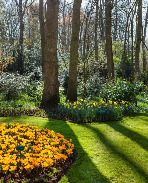 Early Spring Garden Flowers Nature — Stock Photo, Image