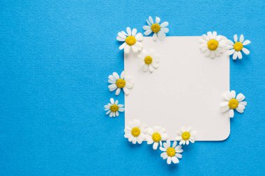 papatya çiçekleri boş kartında, arka plan