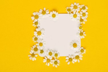 papatya çiçekleri boş kartında, arka plan