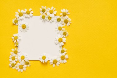 papatya çiçekleri boş kartında, arka plan