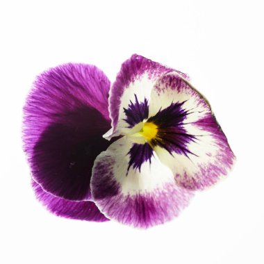 güzel parlak viola çiçek izole