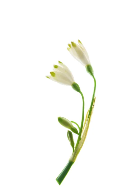 Όμορφη Λευκόιο Λουλούδια Για Λευκό — Φωτογραφία Αρχείου