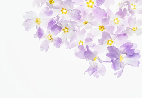 Όμορφη Ωραία Ανοιξιάτικα Λουλούδια Για Λευκό — Φωτογραφία Αρχείου