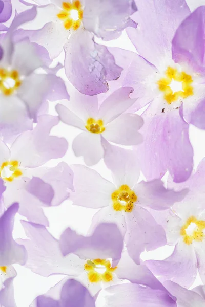Όμορφη Ωραία Ανοιξιάτικα Λουλούδια Για Λευκό — Φωτογραφία Αρχείου