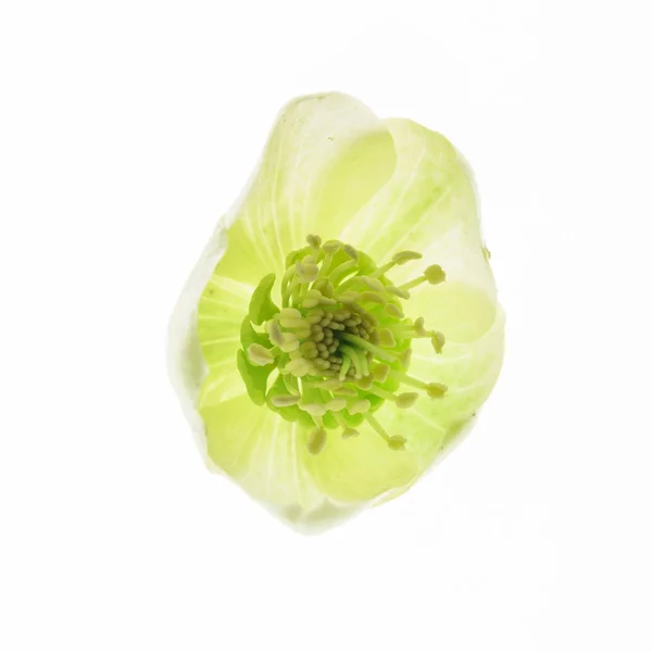 Όμορφη Hellebore Λουλούδι Στο Λευκό — Φωτογραφία Αρχείου