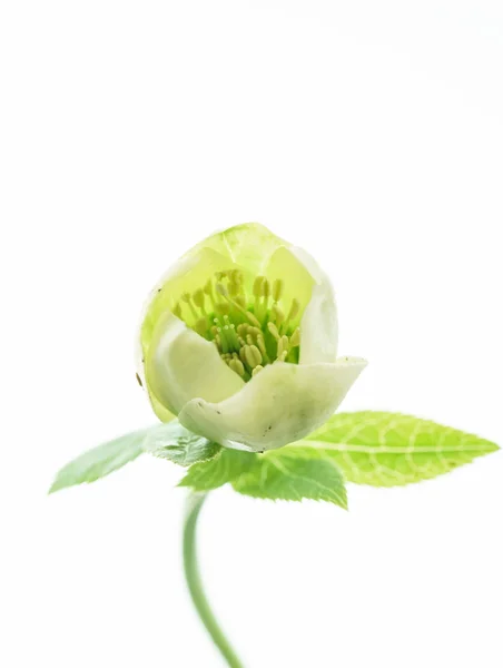 Vackra Hellebore Blomma Vita — Stockfoto