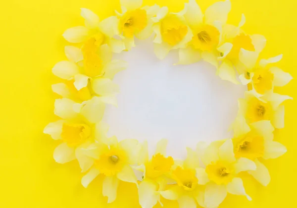 Flores Frescas Narciso Close — Fotografia de Stock