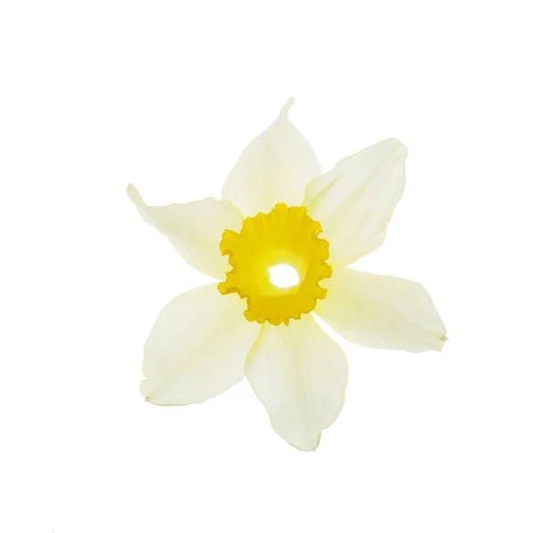 Verse Narcissus Bloem Close — Stockfoto