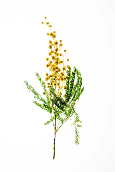 Färsk Mimosa Gren Isolerade Närbild — Stockfoto